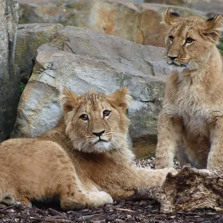 Im Zoopark *