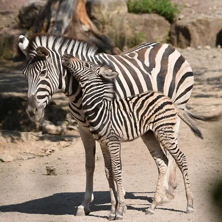Im Zoopark